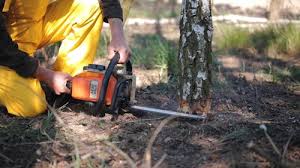 Best Tree Disease Treatment  in Knightdale, NC