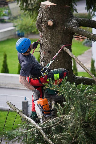 Best Tree Health Inspection  in Knightdale, NC